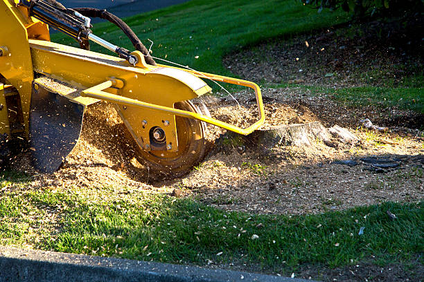 Best Stump Grinding and Removal  in Bushland, TX