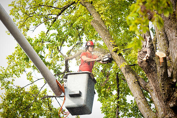 How Our Tree Care Process Works  in  Bushland, TX